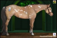 Horse Color:White Spotted Buckskin Rabicano 