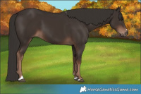 Horse Color:Liver Chestnut 