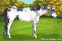 Horse Color:White Spotted Blue Roan Splash Frame Varnish 