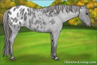 Horse Color:Blue Roan Appaloosa