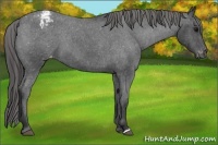 Horse Color:Blue Roan Appaloosa 