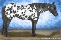 Horse Color:Black Near Leopard Rabicano 