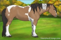 Horse Color:Buckskin Sabino Tobiano