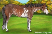 Horse Color:Bay Sabino Splash Appaloosa and Bay Sabino