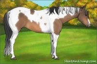 Horse Color:Buckskin Tobiano