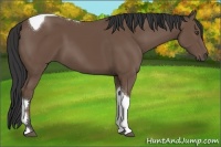 Horse Color:Buckskin Tobiano
