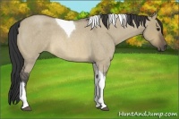 Horse Color:Buckskin Roan Dun Tobiano