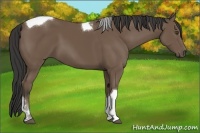 Horse Color:Buckskin Sabino Tobiano 