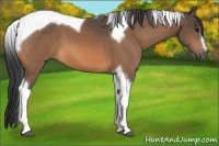 Horse Color:Buckskin Sabino Tobiano 