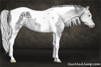 Horse Color:White Spotted Silver Black Chinchilla Tobiano 