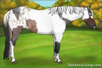 Horse Color:Brown Roan and Brown Roan Dun Appaloosa