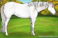 Horse Color:White Spotted Silver Grullo Tobiano Rabicano