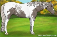 Horse Color:Silver Black Tobiano 