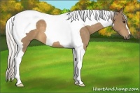 Horse Color:Silver Buckskin Tobiano 