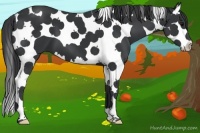 Horse Color:Black Splash Tobiano