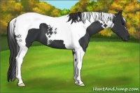 Horse Color:Black Tobiano