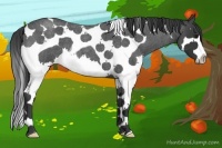 Horse Color:Blue Roan Splash Tobiano 