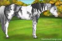 Horse Color:White Spotted Black Tobiano 