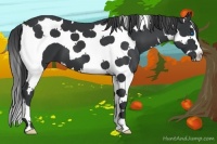 Horse Color:Black Splash Tobiano