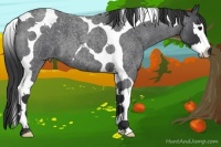 Horse Color:Blue Roan Splash Tobiano