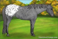 Horse Color:Blue Roan Appaloosa 