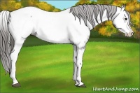 Horse Color:Blue Roan Splash Appaloosa 