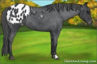 Horse Color:Blue Roan Appaloosa 