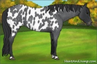 Horse Color:Blue Roan Appaloosa 