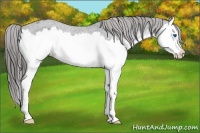 Horse Color:Blue Roan Splash Varnish 