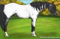 Horse Color:Blue Roan Appaloosa