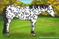 Horse Color:Blue Roan Leopard 
