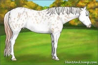 Horse Color:Amber Cream Champagne Roan Splash Appaloosa