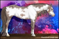 Horse Color:Liver Chestnut Frame Appaloosa 