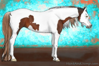 Horse Color:Gray Liver Chestnut Splash Tobiano 