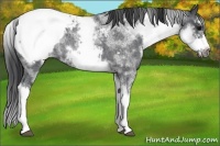 Horse Color:White Spotted Blue Roan Splash Frame Appaloosa 