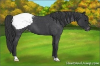 Horse Color:Blue Roan Appaloosa 