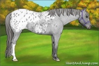 Horse Color:Blue Roan Appaloosa 