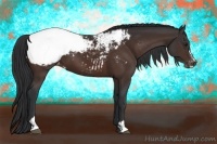 Horse Color:Bay Sabino Appaloosa