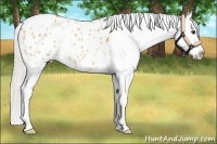 Horse Color:Silver Bay Dun Splash Appaloosa