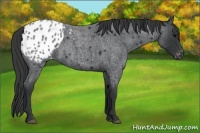 Horse Color:Blue Roan Appaloosa 