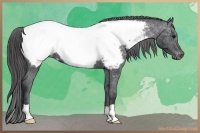 Horse Color:Black Appaloosa