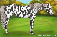 Horse Color:Liver Chestnut Sabino Appaloosa 