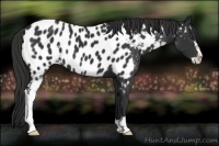 Horse Color:Liver Chestnut Sabino Appaloosa 