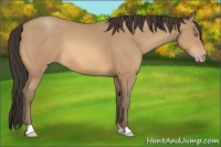 Horse Color:Amber Champagne 