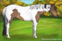 Horse Color:Buckskin Tobiano