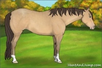 Horse Color:Amber Cream Champagne