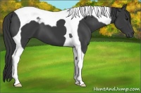 Horse Color:Smoky Black Tobiano