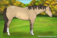 Horse Color:Amber Cream Champagne