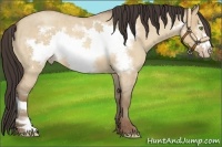 Horse Color:Amber Champagne Roan Dun Frame 
