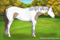 Horse Color:Classic Champagne Roan Splash Tobiano 